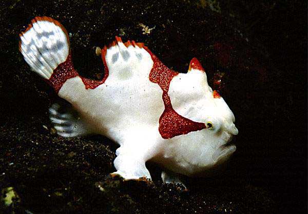 frog1