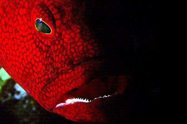 grouper1