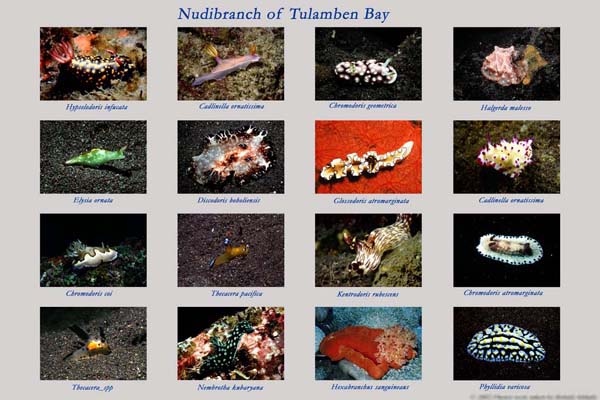 nudis