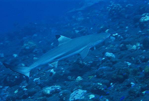 shark2