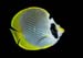 buttefly2