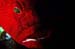grouper1