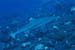 shark2