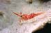 shrimp3